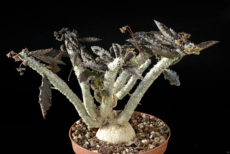 Euphorbia Suzannae-Marnierae H. Cm. 12 D. 17 € 30,00.jpg
